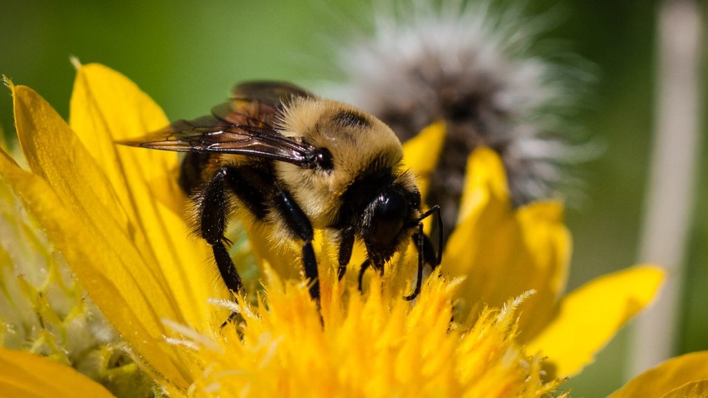 Bee by Asif A. Ali, via CC
