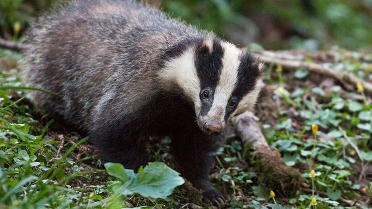 badger