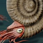 Dactylioceras Commune