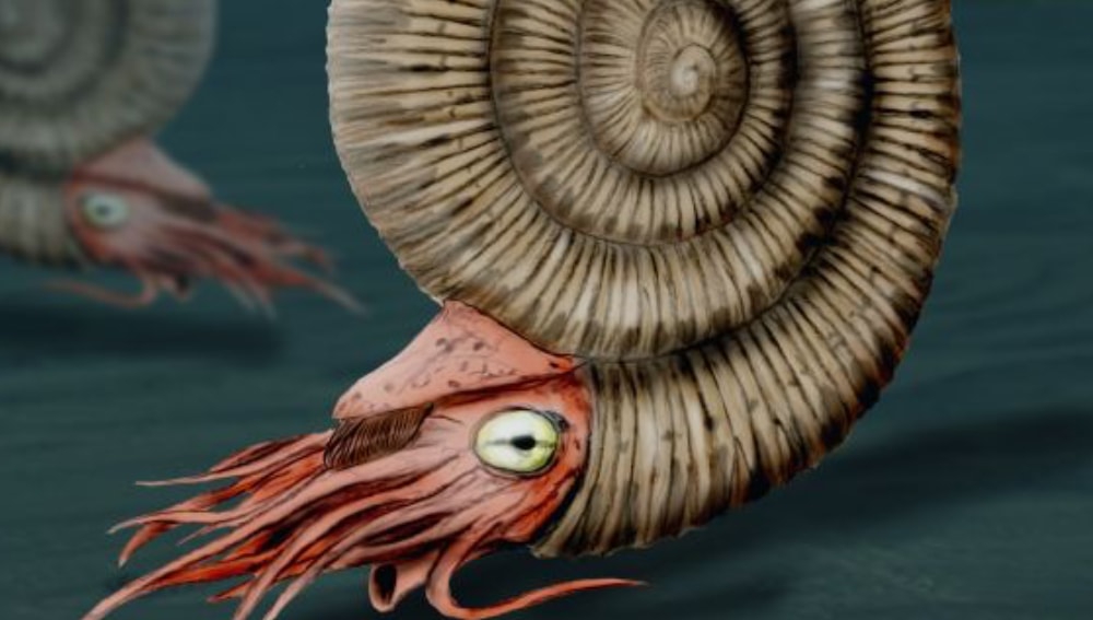 Dactylioceras Commune