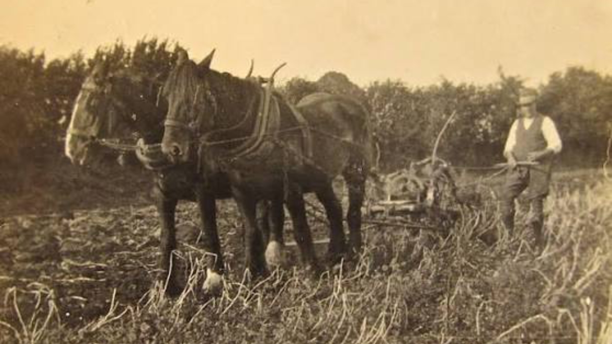 A man with two horses, ploughing a field